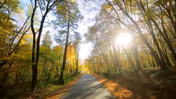 Camera movement is back. Autumn park with colorful beautiful trees, autumn yellow leaves on a sunny day. — Stock Video