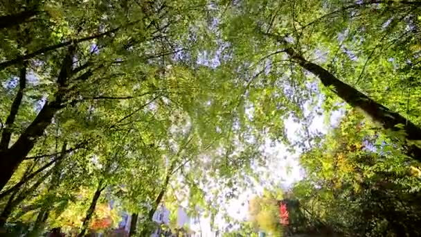 カラフルな美しい木が秋の公園、秋の黄色は晴れた日に残します。太陽の光線は、木を通過します。カメラの前に移動します。 — ストック動画