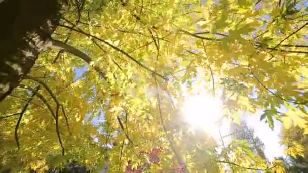 Parque de outono com belas árvores coloridas, folhas amarelas de outono em um dia ensolarado. Os raios do sol passam pelas árvores. A câmera se move na frente de — Vídeo de Stock