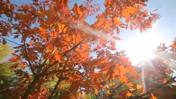 葉の赤と秋の公園、晴れた日に葉の紅葉します。太陽の光線は葉を通過します。カメラの前に移動します。 — ストック動画