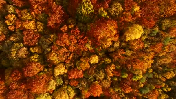 Looking down on amazingly beautiful autumn colors,forests,trees, aerial drone flyover view. — Stock Video