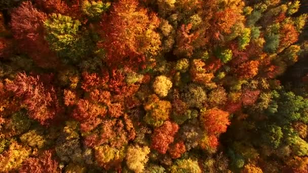 Olhando para baixo em cores de outono incrivelmente bonitas, florestas, árvores, visão aérea do sobrevoo do drone . — Vídeo de Stock