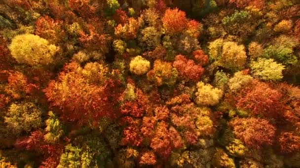 Mirando hacia abajo en colores de otoño increíblemente hermosos, bosques, árboles, vista aérea de sobrevuelo de aviones no tripulados . — Vídeo de stock