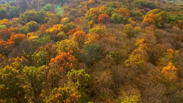 Guardando verso il basso su incredibilmente belli colori autunnali, foreste, alberi, aerea drone vista flyover . — Video Stock