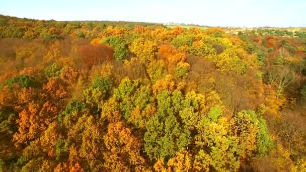 มองลงไปบนสีฤดูใบไม้ร่วงที่สวยงามอย่างน่าทึ่ง, ป่า, ต้นไม้, มุมมองการบินโดรนทางอากาศ . — วีดีโอสต็อก