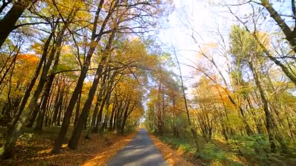 Kamera mozgás van, hát. Őszi park színes, gyönyörű fák, őszi sárga levelek, egy napsütéses napon. — Stock videók