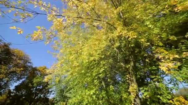 Herbstlicher Park mit farbenfrohen, schönen Bäumen, herbstgelben Blättern an einem sonnigen Tag. die Sonnenstrahlen durchdringen die Bäume. bewegt sich die Kamera vor dem — Stockvideo