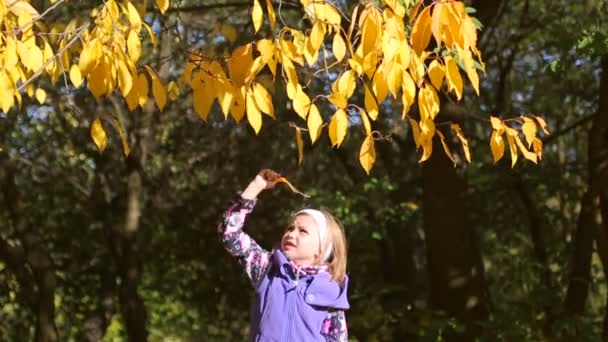 La chica en el parque toca una ramita de hojas amarillas — Vídeo de stock