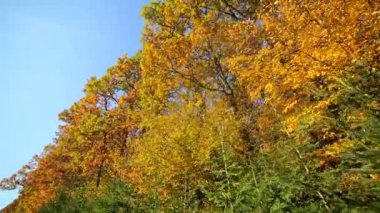Sonbahar Park kırmızı yaprakları, kırmızı yapraklarda güneşli bir günde çıkar. Güneş ışınlarının yaprakları geçmek. Kamera önünde taşır