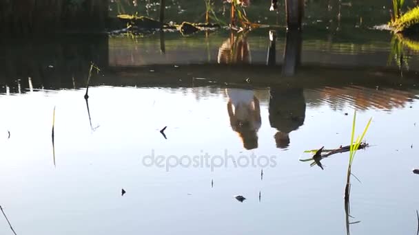 Miresele stau pe podul din parc. Afișarea mireselor în iazul oglindă în apă — Videoclip de stoc