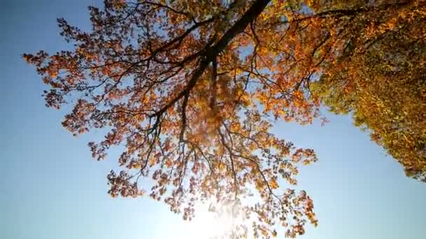 Parque de otoño con hojas rojas, hojas rojas en hojas en un día soleado. Los rayos del sol atraviesan las hojas. La cámara se mueve delante de — Vídeos de Stock