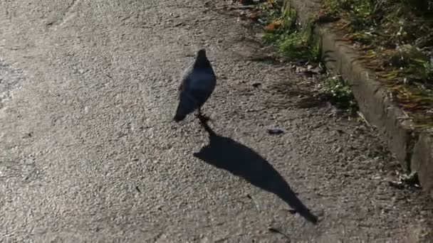 O pombo corre ao longo do asfalto. Em um dia ensolarado, a pomba recolhe comida no asfalto ao sol brilhante — Vídeo de Stock