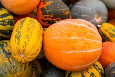 Kabaklar sadece alandan yırtıldı