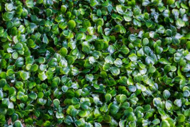 Arka plan birçok yeşil küçük yaprak çerçeve eşit olarak dağıtılır