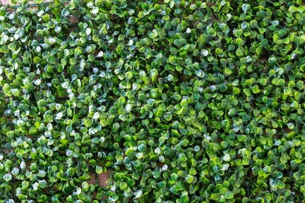 Hintergrund aus vielen grünen kleinen Blättern ist gleichmäßig über den Rahmen verteilt — Stockfoto