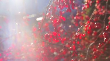 Sonbahar ağacında kırmızı tedavi meyveler asılı olan