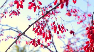 Mavi gökyüzü arka plan üzerinde kırmızı meyveler.