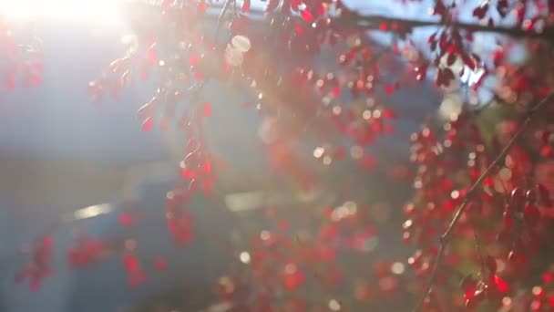 En el árbol de otoño, bayas terapéuticas rojas están colgando — Vídeo de stock