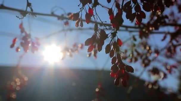 En el árbol de otoño, bayas terapéuticas rojas están colgando — Vídeo de stock