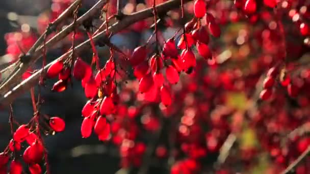 Dans l'arbre d'automne, des baies thérapeutiques rouges pendent — Video