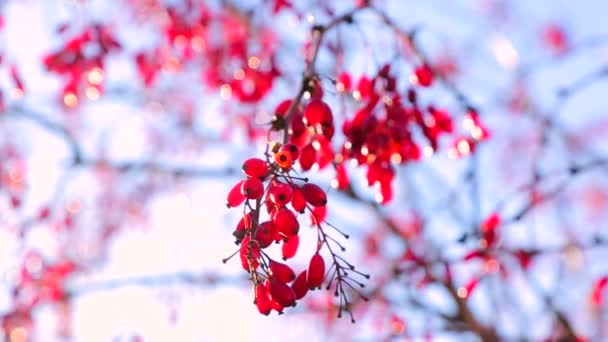 붉은 열매 푸른 하늘 배경. — 비디오