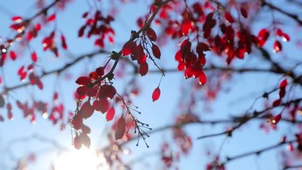 Bayas rojas en el fondo del cielo azul . — Vídeos de Stock