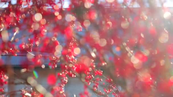 Bayas rojas en el fondo del cielo azul . — Vídeo de stock