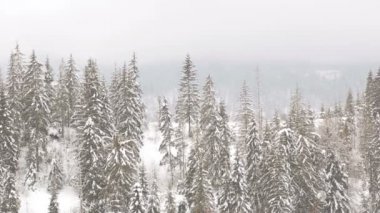 Dağlarda kış peyzaj. Noel ağaçlar kar ile kaplı