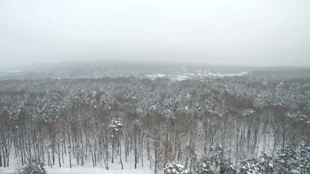 Vol aérien au-dessus de la forêt enneigée hivernale dans le brouillard — Video