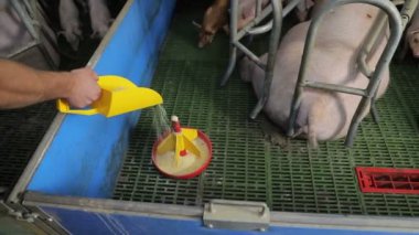 Küçük domuzlar plastik bir besleyiciden yemek yiyerek yakınlaşırlar. Domuzlar yalaktan yiyor..