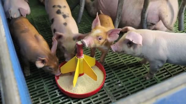 Kleine varkens sluiten af met het eten van voedsel van een plastic voerbak. Varkens die eten uit een trog. — Stockvideo