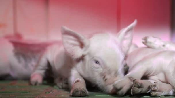 Küçük domuzlar kendilerini ısıtan başka bir domuz kızılötesi lambanın toynaklarıyla burunlarını sürtüyorlar. — Stok video