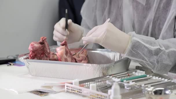 Een tandarts stagiaire oefent zijn vaardigheden op een varkenskaak. De tandarts test zijn tandartsvaardigheden op een model van een varkenshoofd. Tandartspraktijk — Stockvideo