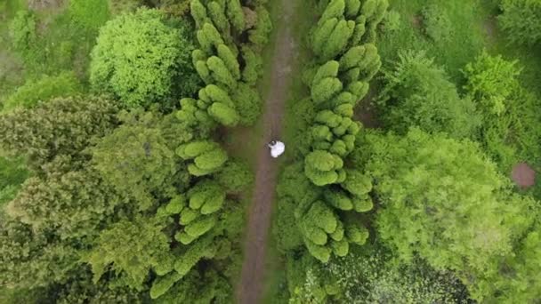 Junge Leute tanzen an ihrem Hochzeitstag in einem wunderschönen Park mit wunderschönen Bäumen. das Paar tanzt in einem Park mit Zedern. der Blick von der Drohne — Stockvideo