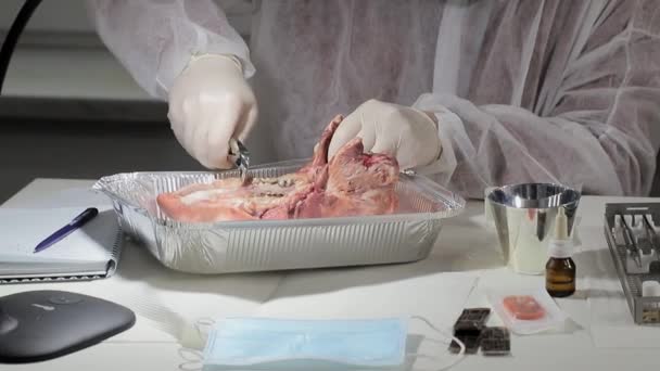 Dişçi domuz çenesindeki dişi çıkarmak için bir alet kullanıyor. Dişçi dişçi yeteneklerini domuz kafasının maketi üzerinde test ediyor. Diş Uygulaması — Stok video