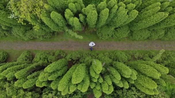 Luftbild Spaziergänge Bräute zwischen fabelhaften Thuja-Bäumen. der Blick von den Drohnenbräuten im Park — Stockvideo