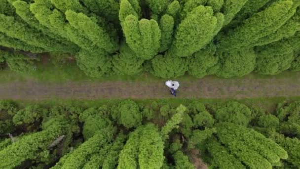 Luftbild Spaziergänge Bräute zwischen fabelhaften Thuja-Bäumen. der Blick von den Drohnenbräuten im Park — Stockvideo