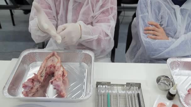 Los aprendices dentales usan guantes de goma antes de comenzar la práctica de instalar implantes dentales en las mandíbulas de un cerdo. . — Vídeos de Stock