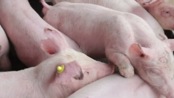 Свині відпочивають, лежать у садибі. Одна свиня з відкритими очима, дивиться. виробництво м'яса — стокове відео
