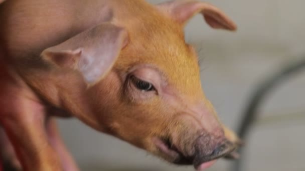 Kleine Riga varken close-up, Yak trimayut op de handen van die Pat op het hoofd. — Stockvideo