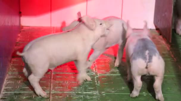 Kleine varkens onder infrarood licht, koesteren en spelen. — Stockvideo