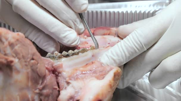 Dentista en prácticas, primer plano practicando tratamiento dental en una maqueta de una mandíbula de cerdo. Primer plano hace una incisión alrededor del diente . — Vídeo de stock