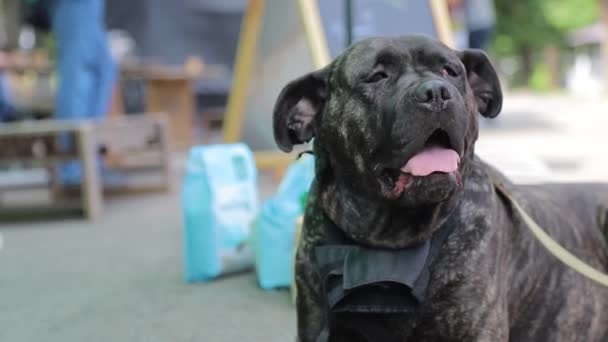 La cara cansada de la caña de perro negro Corso que respira uniformemente con la lengua extendida — Vídeos de Stock