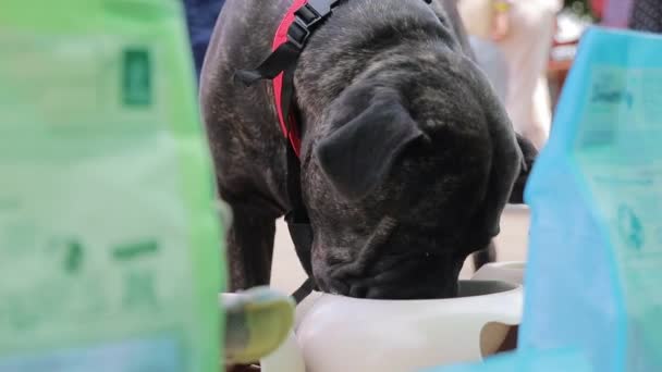 Černý pes plemeno hůl Corso zblízka jíst jídlo z bílé mísy — Stock video