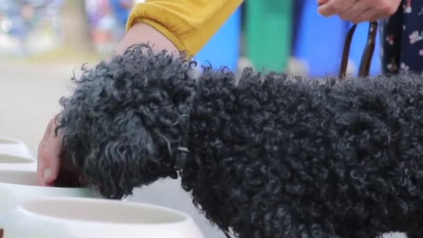 Chien bouclé noir mangeant de la nourriture de la main des propriétaires et d'un bol blanc — Video