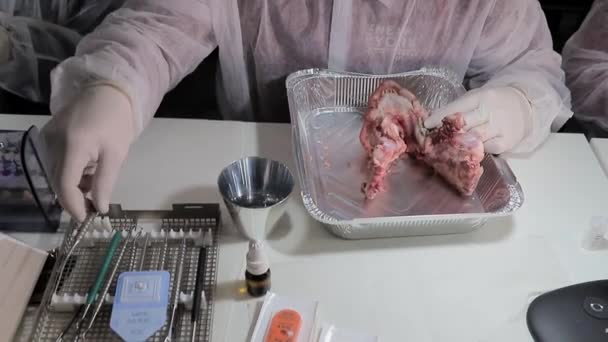 Дантист использует инструмент, чтобы вырвать зуб в челюсть свиньи. Дантист проверяет свои стоматологические навыки на макете головы свиньи. Стоматологическая практика — стоковое видео