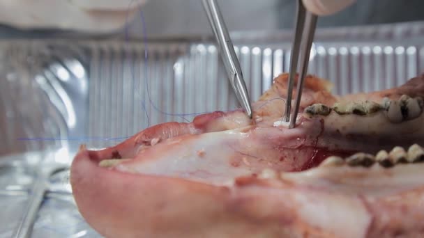 Zahnarztpraktikantin lernt, ein Schweinekiefer-Modell zu schließen, um Wunden mit Faden und Werkzeug zu nähen — Stockvideo