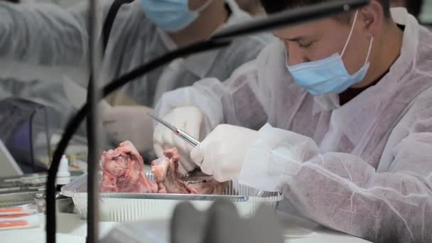 A dental Intern trainee practices his skills on a pigs jaw. The dentist tests his dentist skills on a mock-up of a pigs head. Dental practice — 비디오