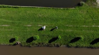 Yeşillerin arasında koşan genç bir çift. Damat geline sarılır ve onlar döner..