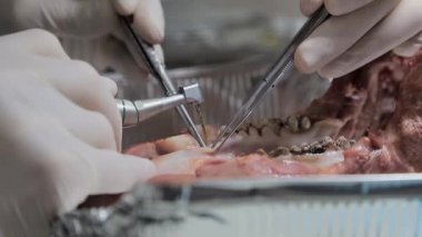 Stajyer dişçi, yakın plan diş tedavisini domuzun çenesinin maketi üzerinde yapıyor. Yakın plan, dişin etrafını kesiyor..
